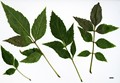 SpeciesSub: subsp. syriaca SpeciesSub: subsp. syriaca